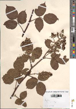 spécimen de Rubus sp.