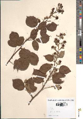 spécimen de Rubus sp.