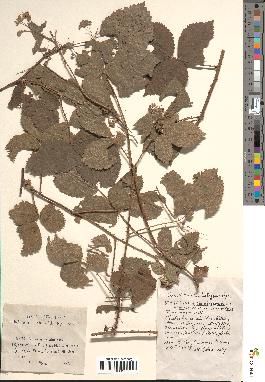 spécimen de Rubus caesius x vestitus