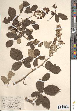 spécimen de Rubus ulmifolius