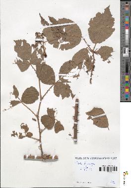 spécimen de Rubus macrophyllus