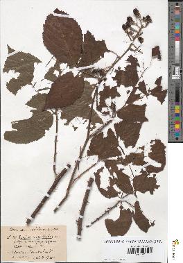 spécimen de Rubus macrophyllus