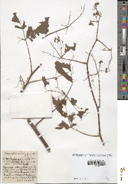 spécimen de Rubus piletostachys