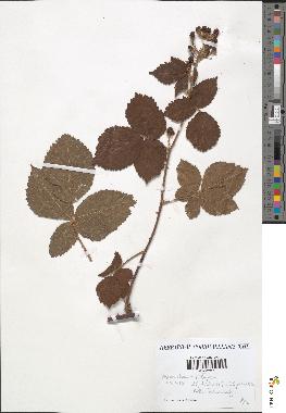 spécimen de Rubus gymnostachys