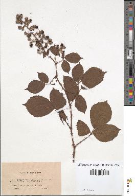 spécimen de Rubus thyrsiflorus