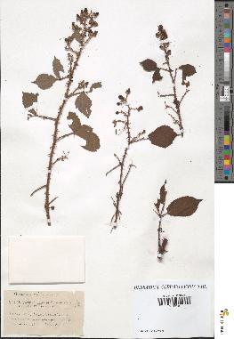 spécimen de Rubus uncinatus