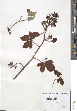 spécimen de Rubus uncinatus