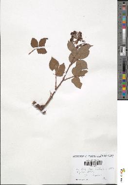 spécimen de Rubus uncinatus