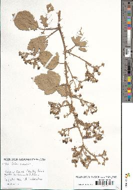 spécimen de Rubus anomalus