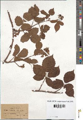 spécimen de Rubus scanicus