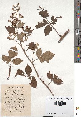 spécimen de Rubus podophyllus