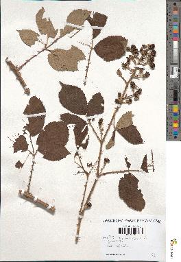 spécimen de Rubus podophyllus