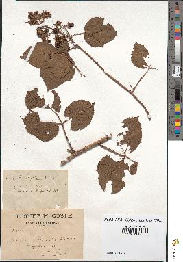 spécimen de Rubus saxicolus