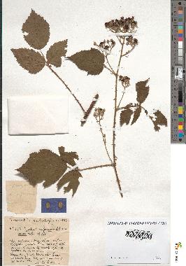 spécimen de Rubus rufescens