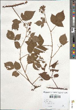 spécimen de Rubus rufescens