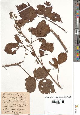 spécimen de Rubus pallidus x danicus