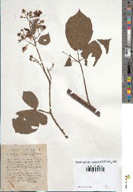 spécimen de Rubus corymbosus