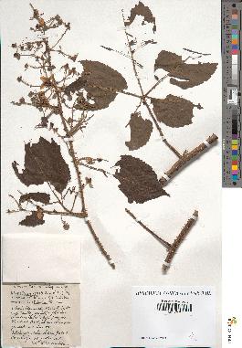 spécimen de Rubus corymbosus