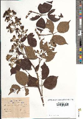 spécimen de Rubus obliquus