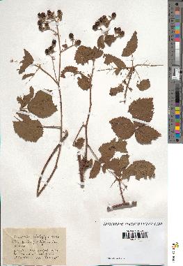 spécimen de Rubus obliquus