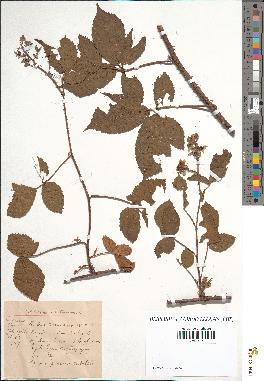 spécimen de Rubus rosaceus