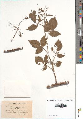 spécimen de Rubus pallidicaulis