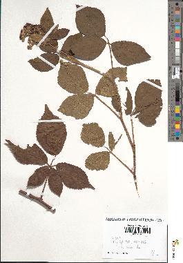 spécimen de Rubus rigidulus