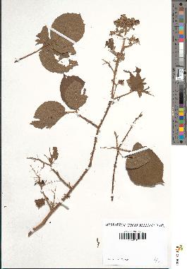 spécimen de Rubus tereticaulis