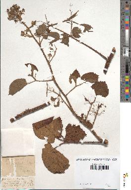 spécimen de Rubus tereticaulis