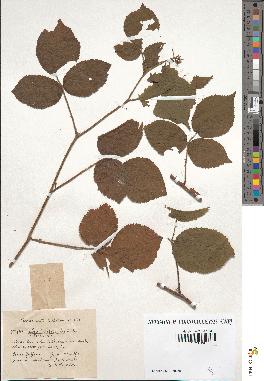 spécimen de Rubus tereticaulis