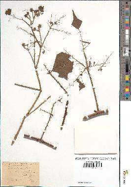 spécimen de Rubus suboligothrix