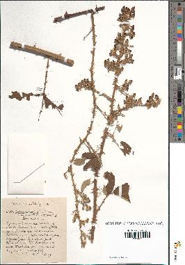 spécimen de Rubus anomalus