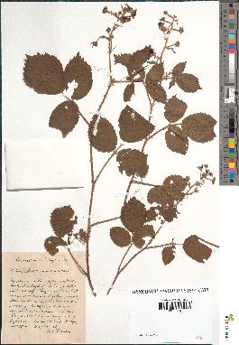 spécimen de Rubus stramineus