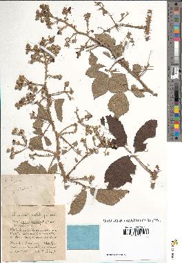 spécimen de Rubus prolongatus