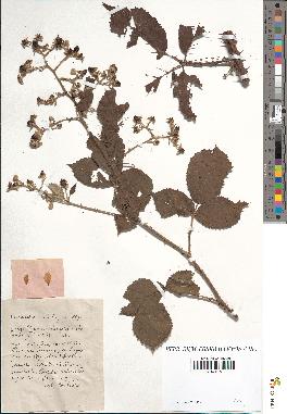 spécimen de Rubus prolongatus