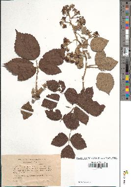 spécimen de Rubus prolongatus