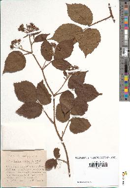 spécimen de Rubus setiger