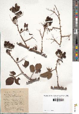 spécimen de Rubus nitidus