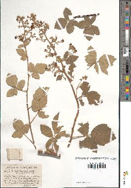 spécimen de Rubus tomentosus