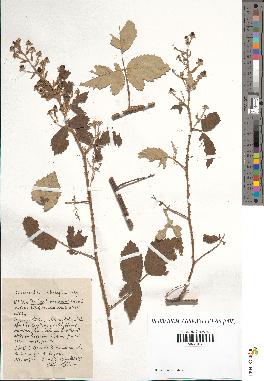 spécimen de Rubus tomentosus