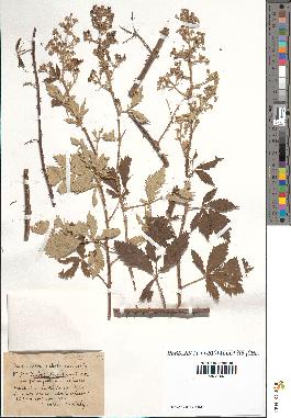 spécimen de Rubus tomentosus