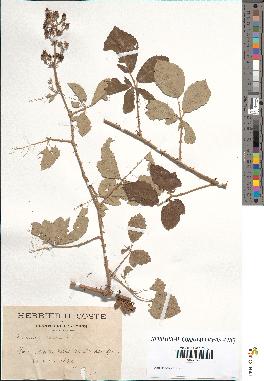 spécimen de Rubus tomentosus