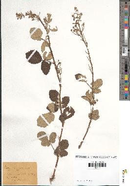 spécimen de Rubus tomentosus