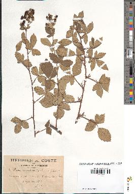 spécimen de Rubus tomentosus