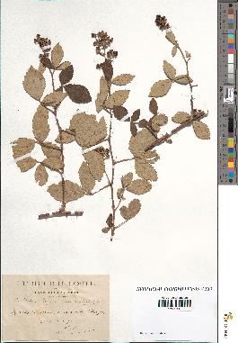 spécimen de Rubus tomentosus