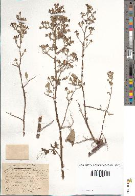 spécimen de Rubus lloydianus