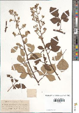 spécimen de Rubus lloydianus