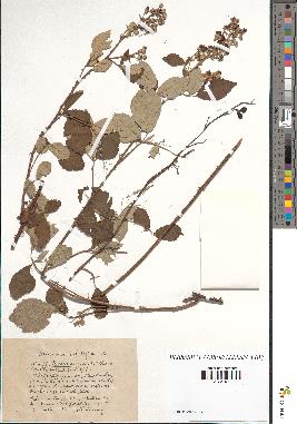 spécimen de Rubus é serridens