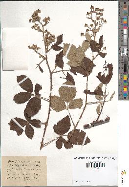 spécimen de Rubus tomentosus