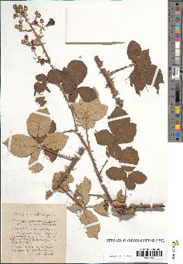 spécimen de Rubus tomentosus x ulmifolius